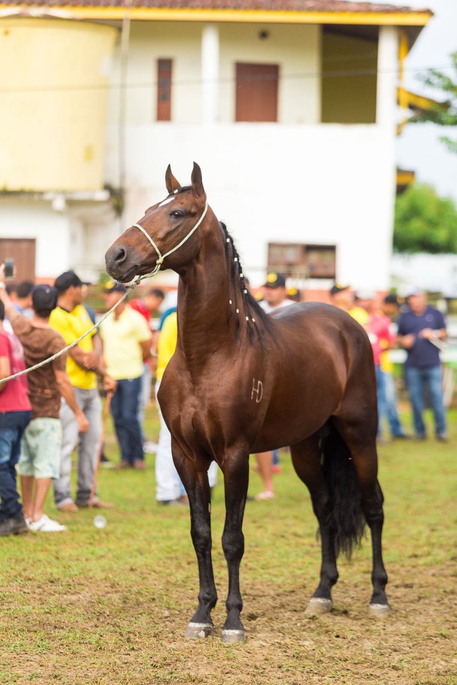 Quilômetro H.D., garanhão do Haras Rancharia